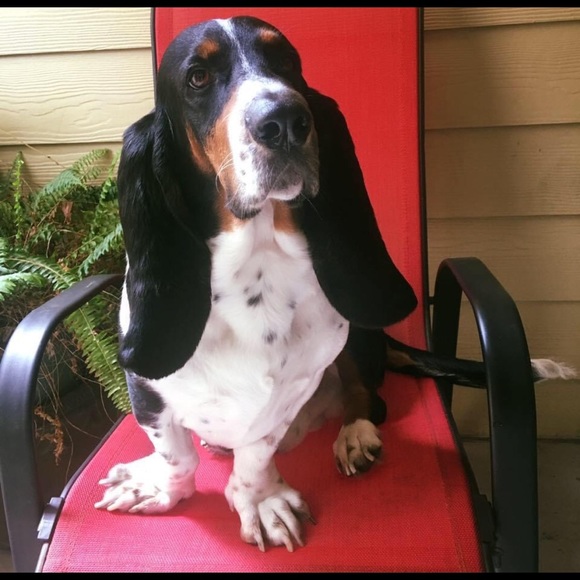 💋POSH AMBASSADOR💋 - Picture 5 of 5